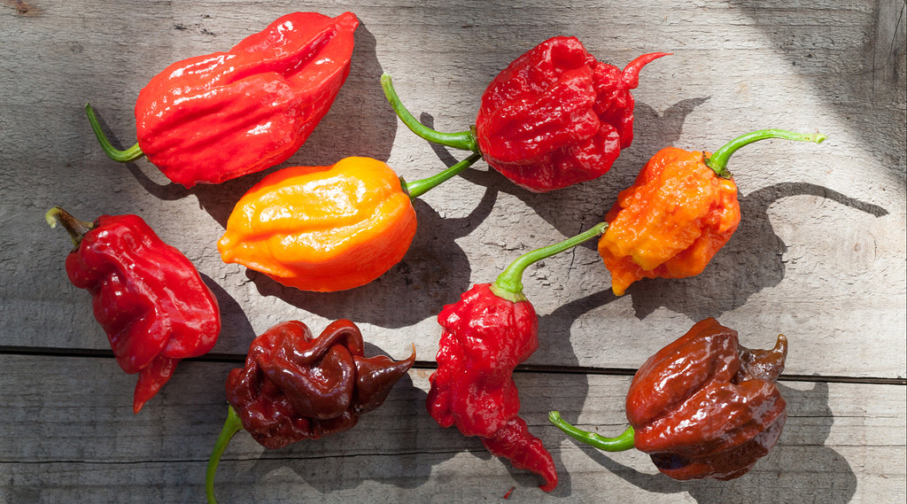 Selling hot pepper seeds to the world – PepperSeedz